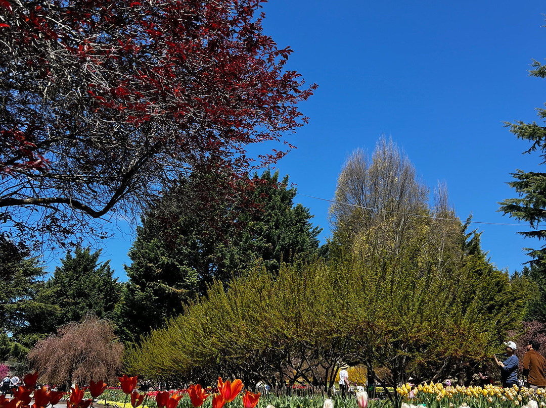 Tulip Top Gardens景点图片