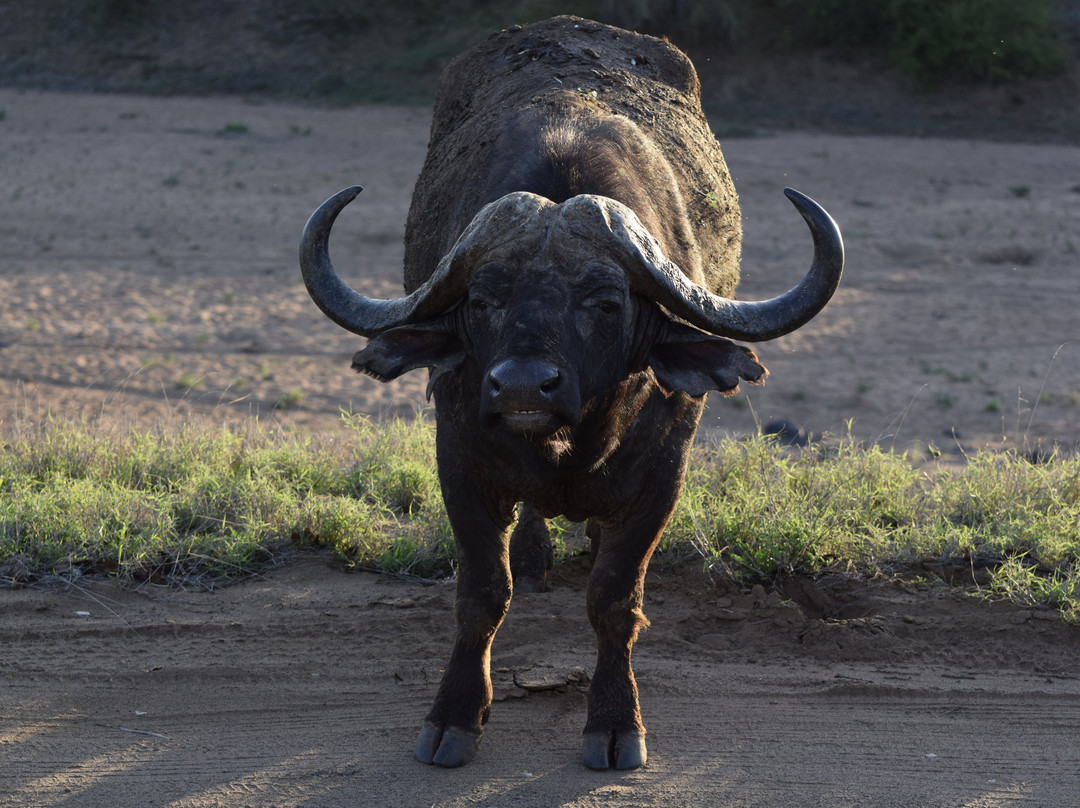L'œil Sauvage - Wildlife Experience-霍德斯普鲁特必去景点