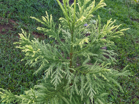 Mauna Kea Cloudforest Bioreserve-希洛必去景点