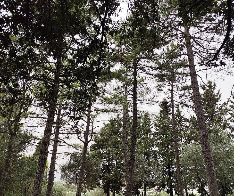 Parco Colle del Pionta景点图片