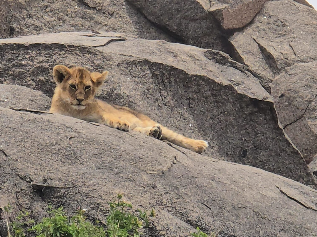 Perfect Safaris Africa-内罗毕必去景点