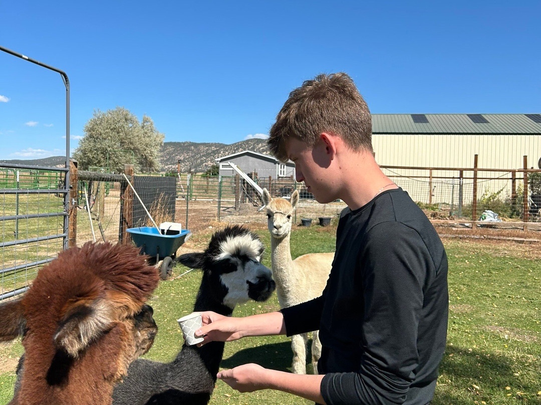 Hallmark Ranch Alpacas-萨利达必去景点