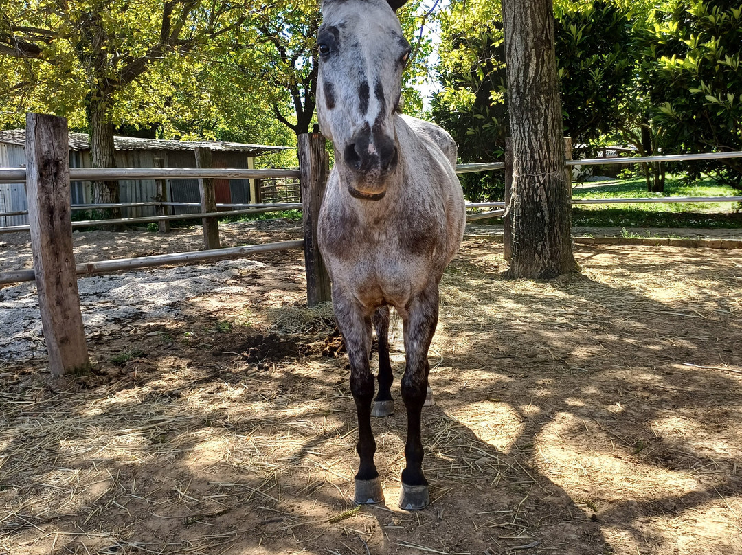Fattoria Piolanti-Lazzate必去景点