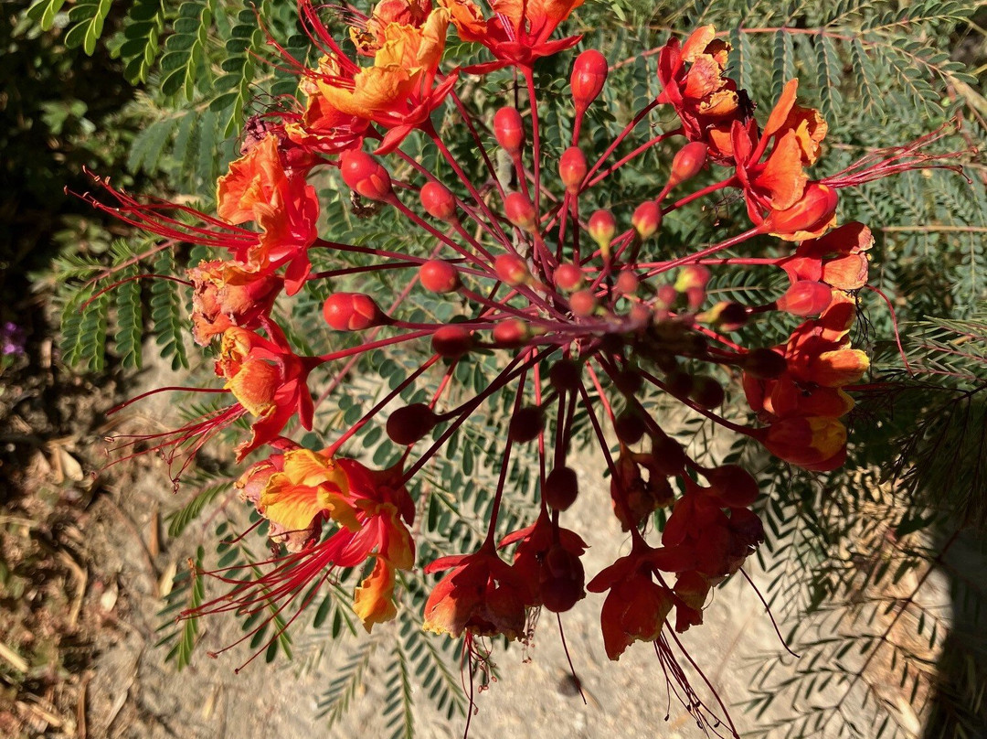 St. Francis of Assisi Catholic Church-拉金塔必去景点