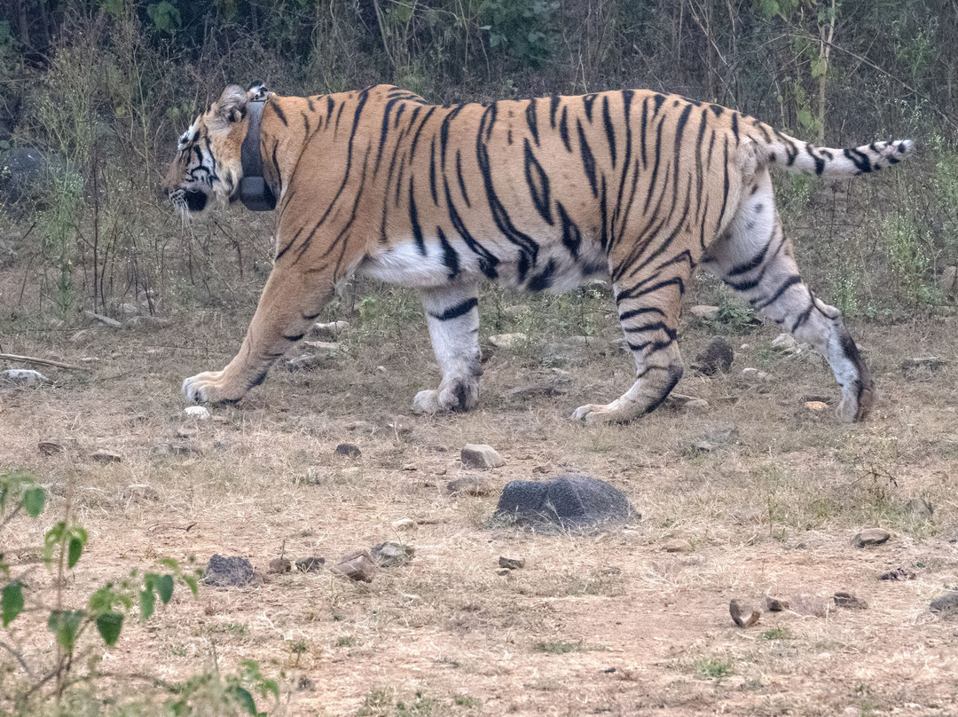 Sariska National Park景点图片