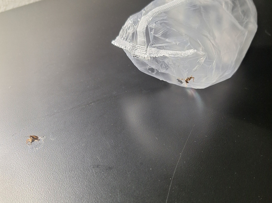 La Quinta Inn & Suites by Wyndham Bowling Green主图