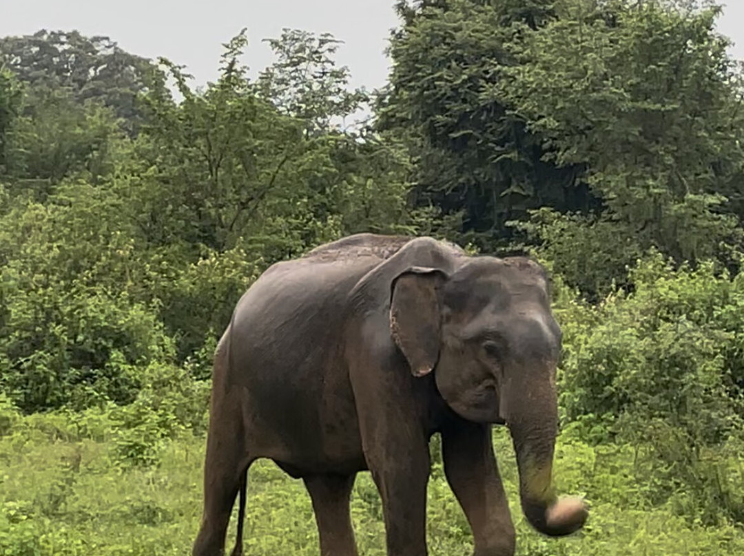 Sri Lanka Midigama Tours景点图片