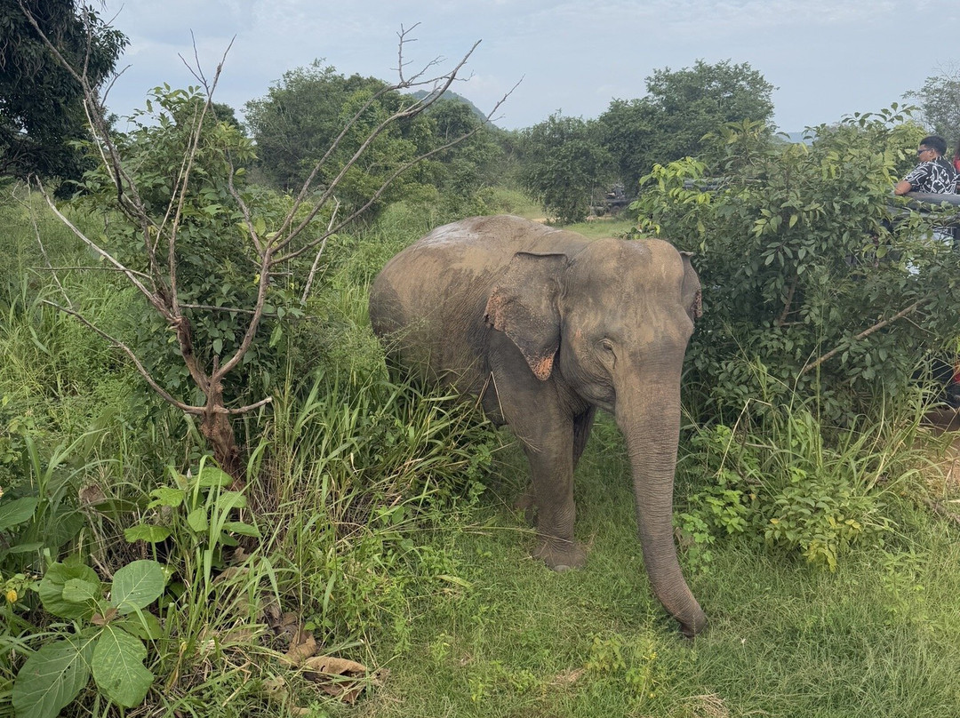 The Nature Safari Sigiriya景点图片