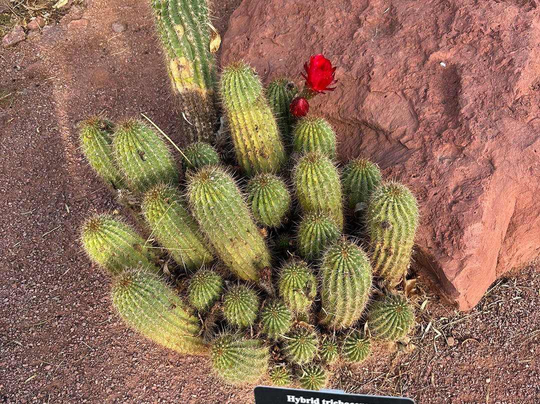 Red Hills Desert Garden-圣乔治必去景点