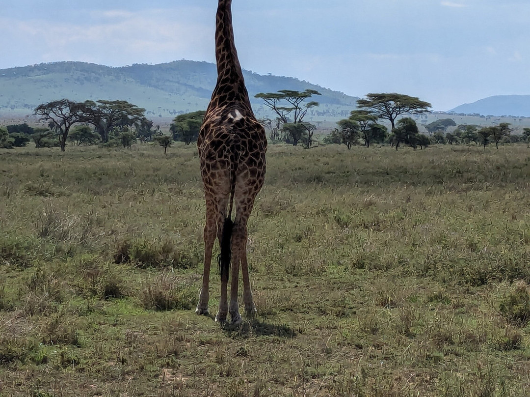 Trackless Wild.-阿鲁沙必去景点