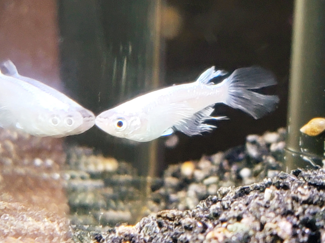 Nakagawa Aquatic Park-太田原市必去景点