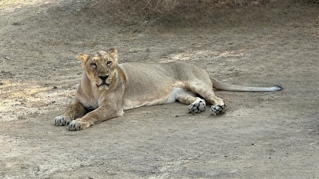 Ambardi Safari Park景点图片