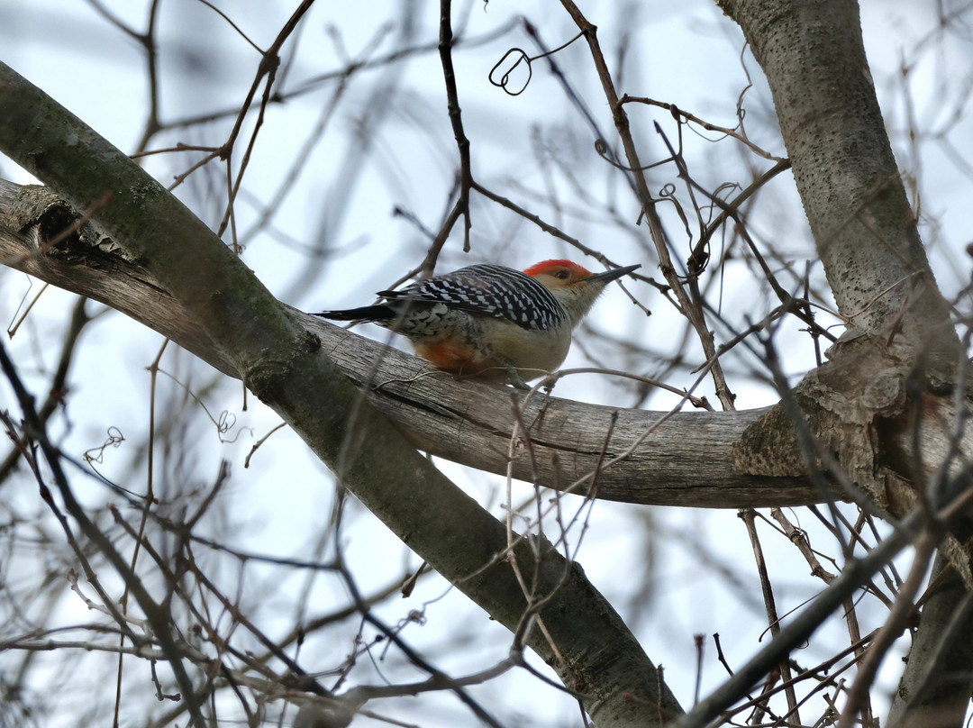 Malcolmson Park-圣凯瑟琳斯必去景点