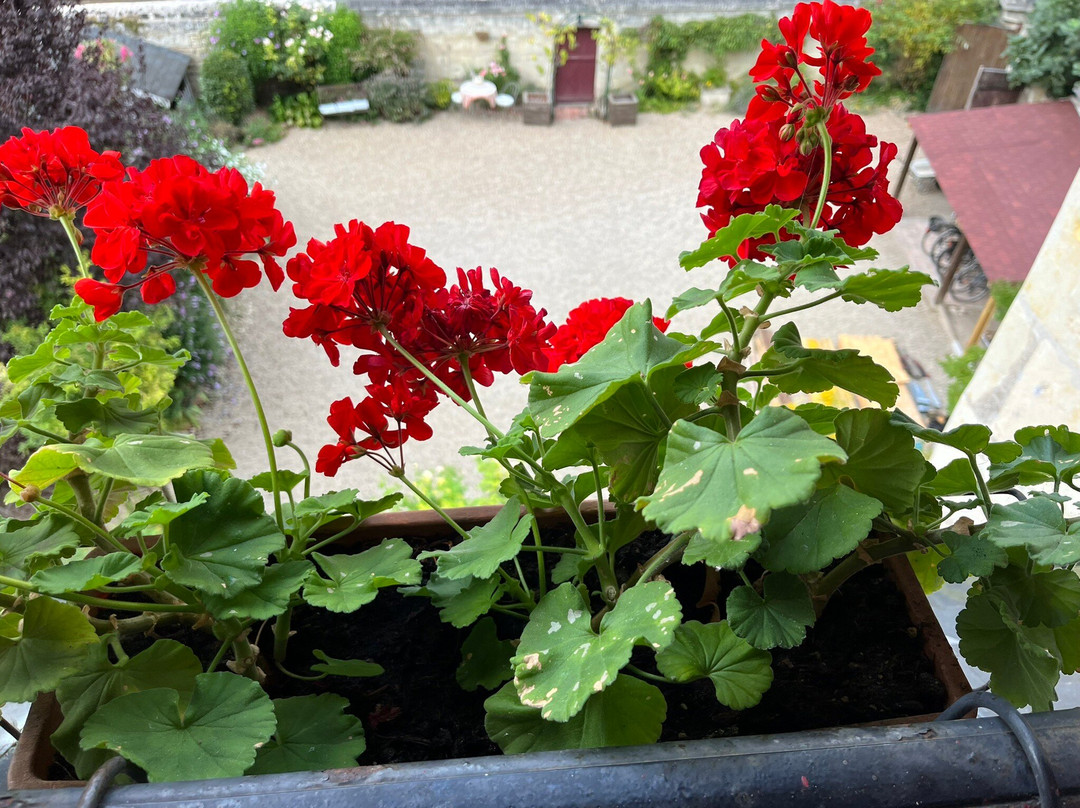 Le Petit Hureau主图