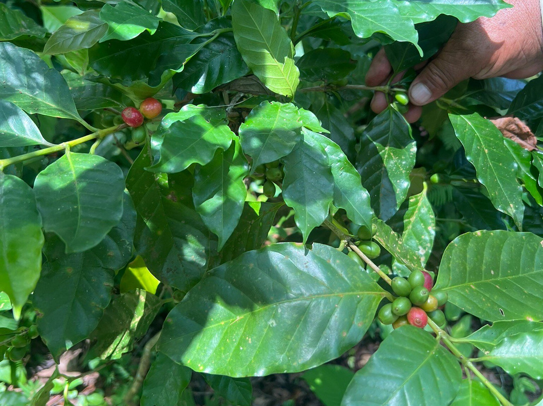 Jardin Botanico Bio-Kuka景点图片