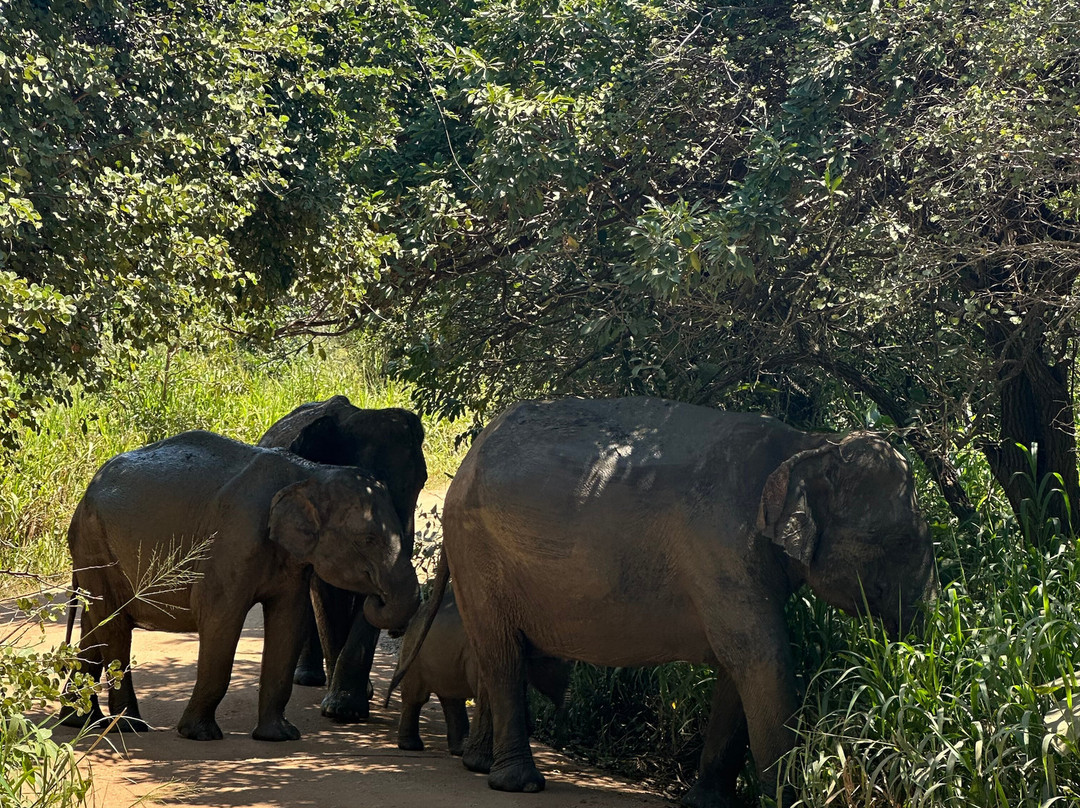 Lankan Wild Life Safari-哈巴拉娜必去景点