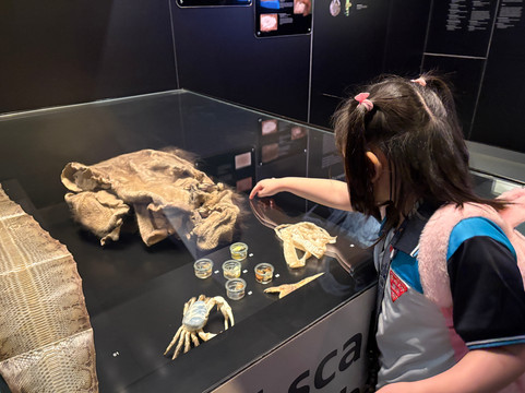 Lee Kong Chian Natural History Museum-新加坡必去景点