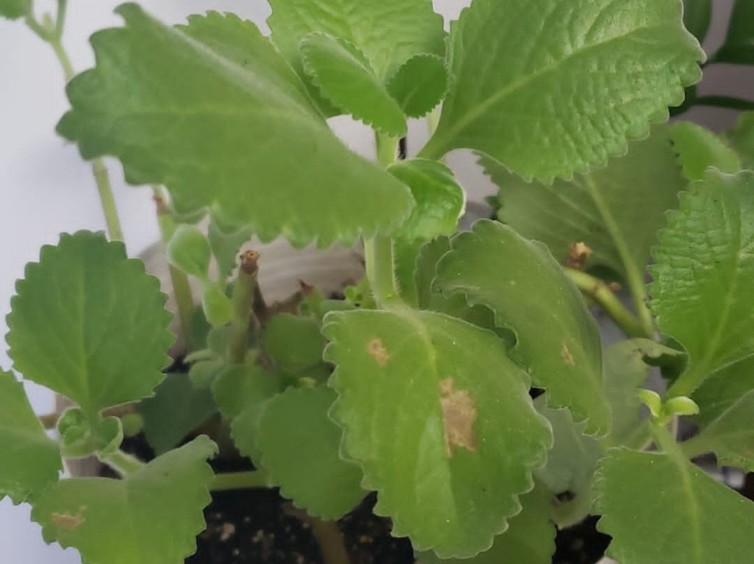 Casa Valido y Surami主图