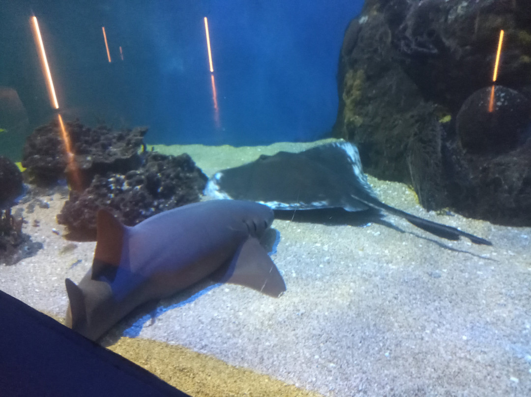 Acuario de Veracruz-韦拉克鲁斯必去景点