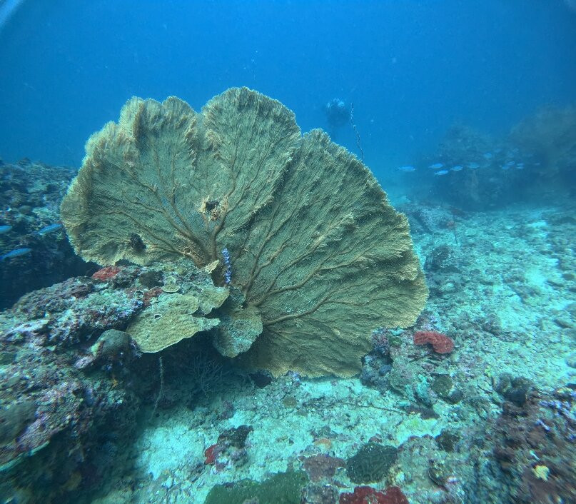 Fast Manta Diving Krabi-奥南必去景点