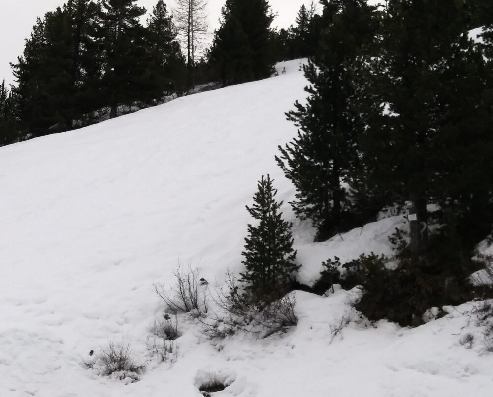 Bormio Ski景点图片