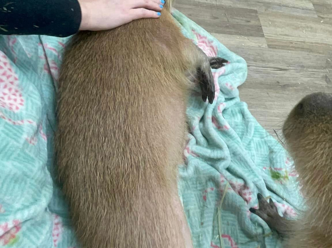 Capybara Cafe景点图片