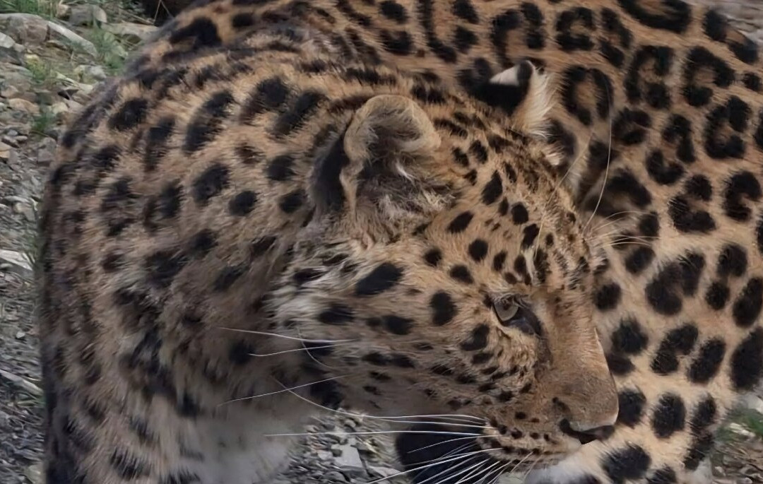 EcoZonia - Parc Animalier景点图片