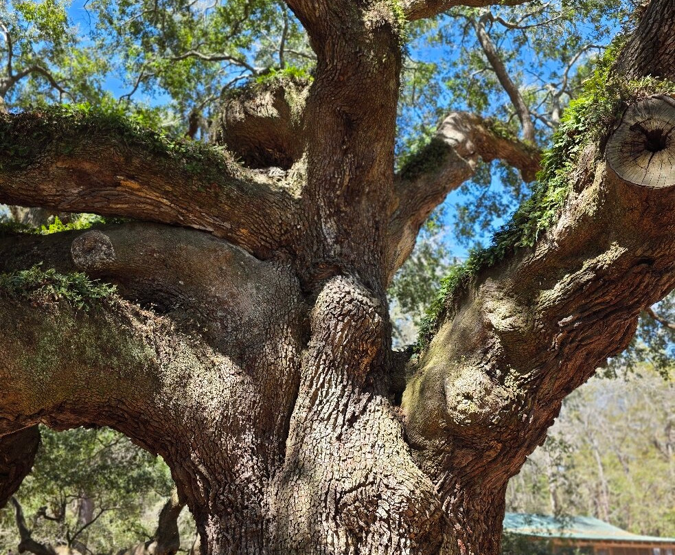 Angel Oak Tree景点图片