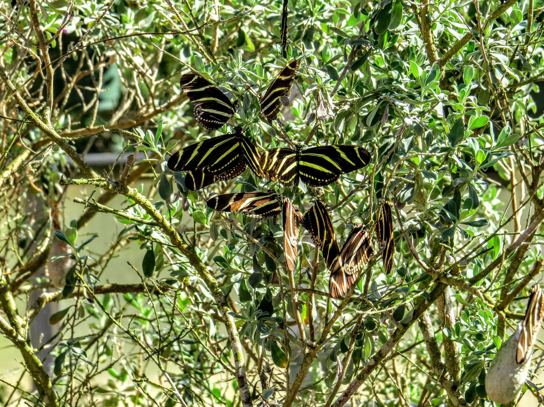 South Texas Botanical Gardens & Nature Center-科珀斯克里斯蒂市必去景点