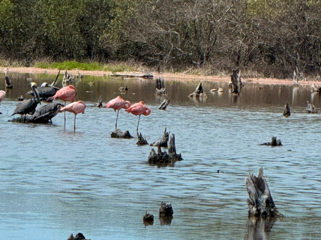 Reserva de la Biosfera Ría Celestún-塞莱斯顿必去景点