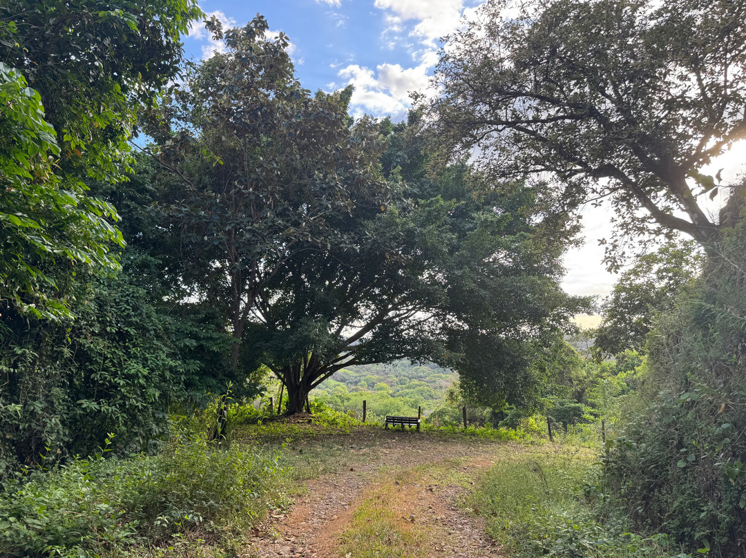Bosque Danzante