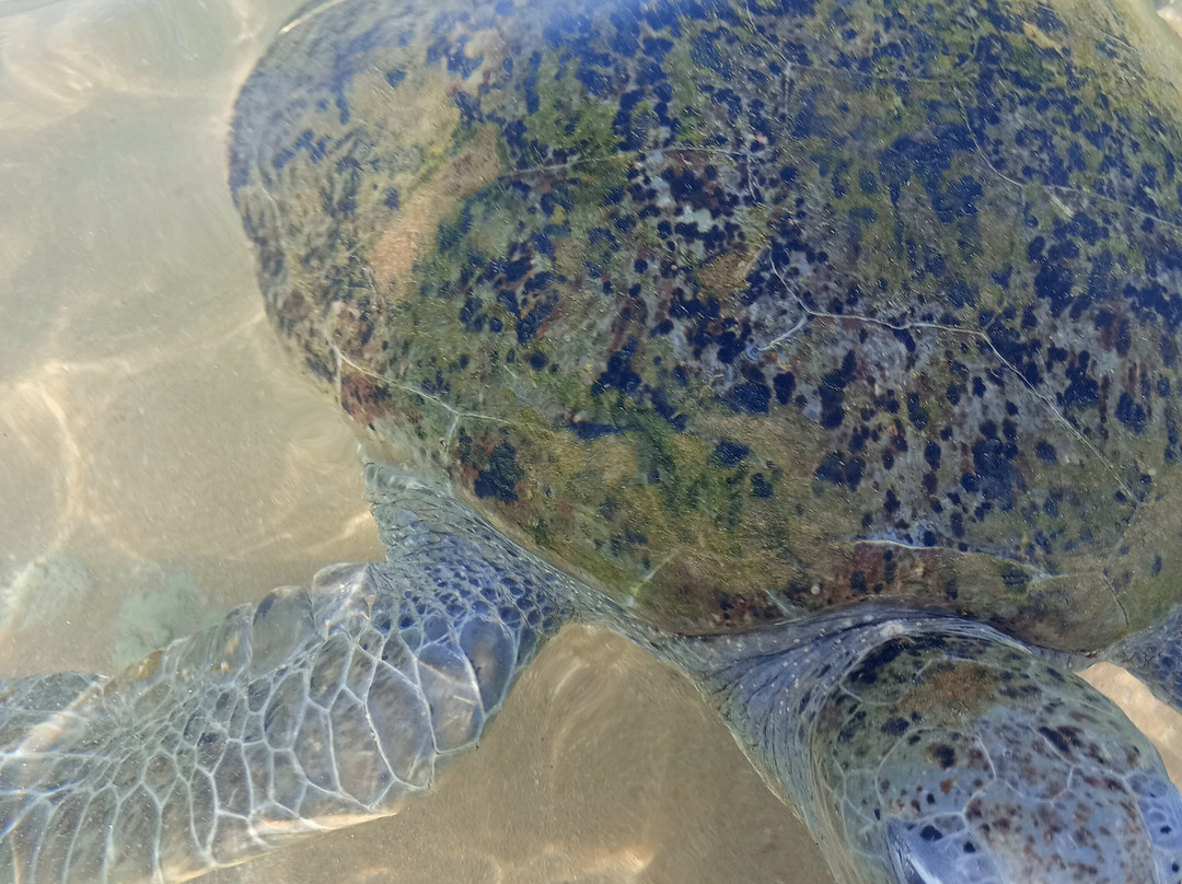 Turtle Beach-希克杜沃必去景点