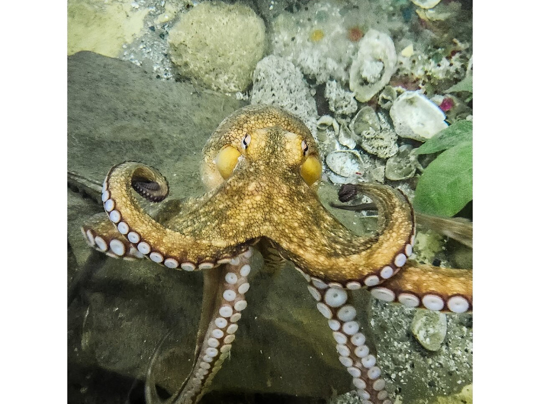 The Shark Lab-莫塞尔贝必去景点