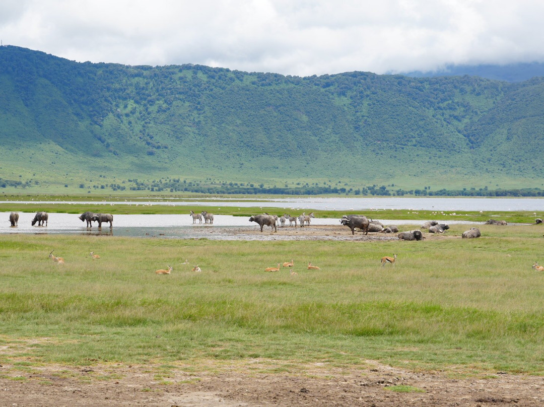 Majestic Nature Safari-阿鲁沙必去景点