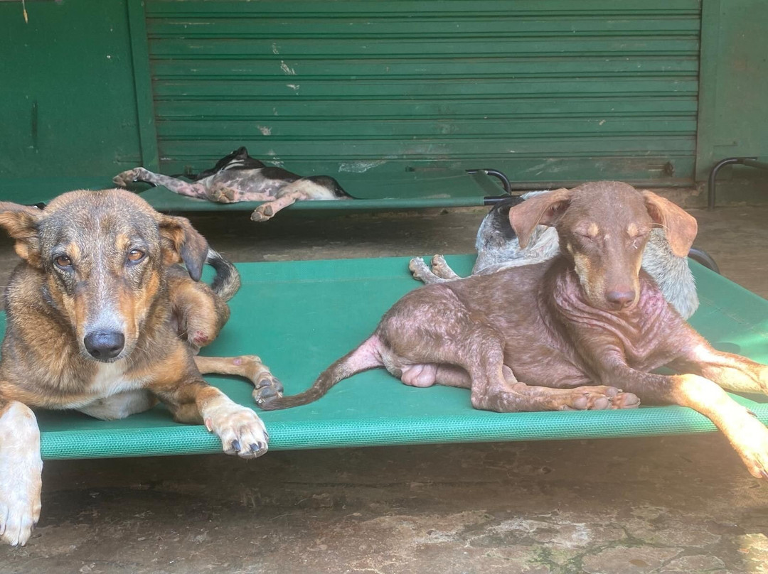 ARC Goa-格纳戈纳必去景点