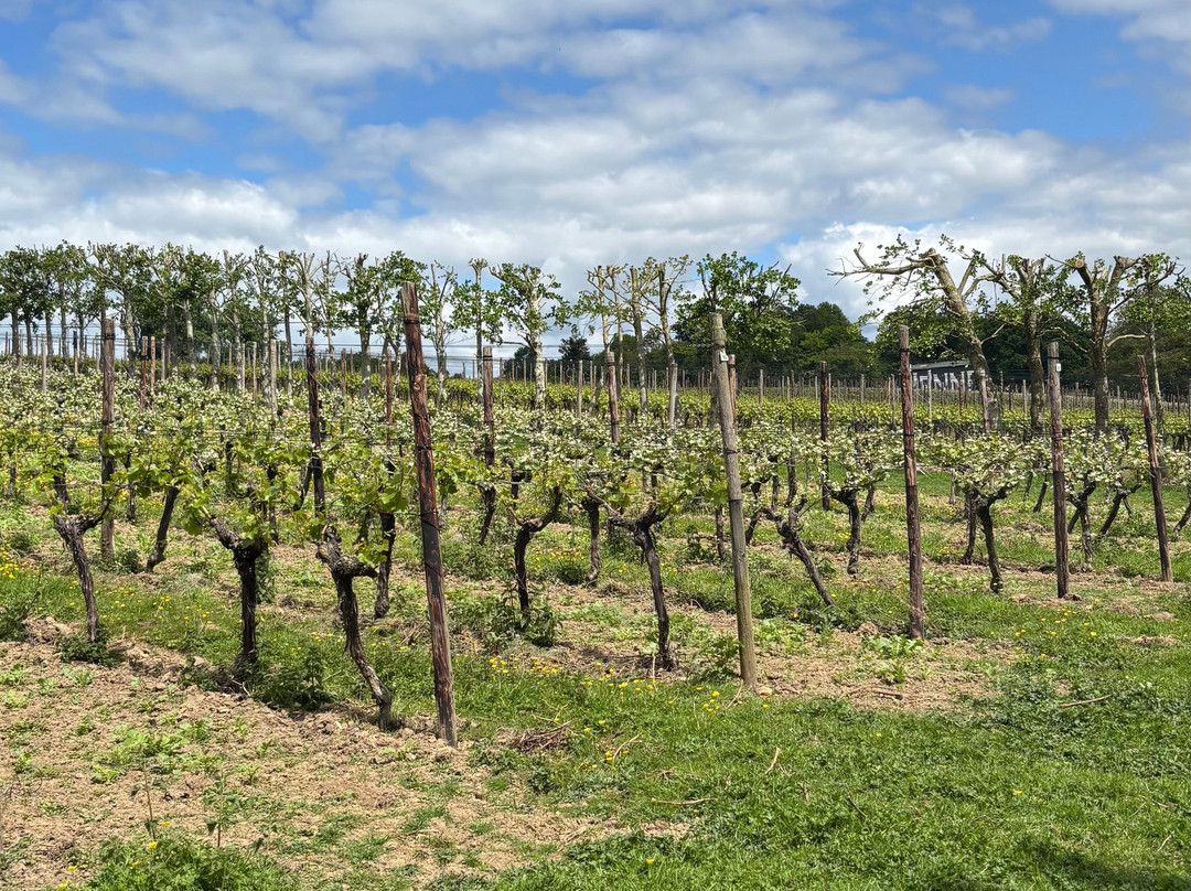 Vine + Country Wine and Food Tours-St Leonards-on-Sea必去景点