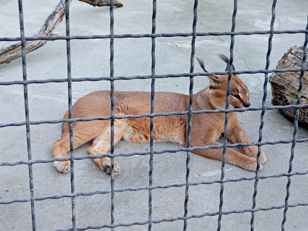 Taigan Lions Park景点图片