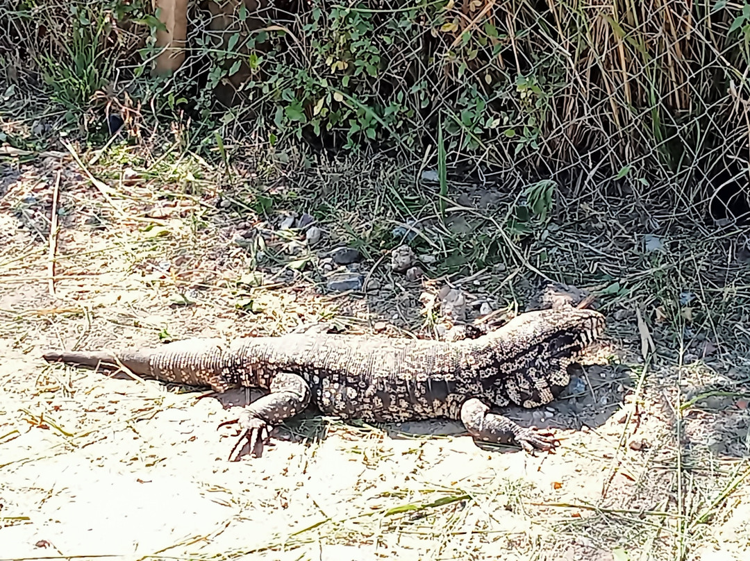 Reserva Ecológica Costanera Sur-布宜诺斯艾利斯必去景点
