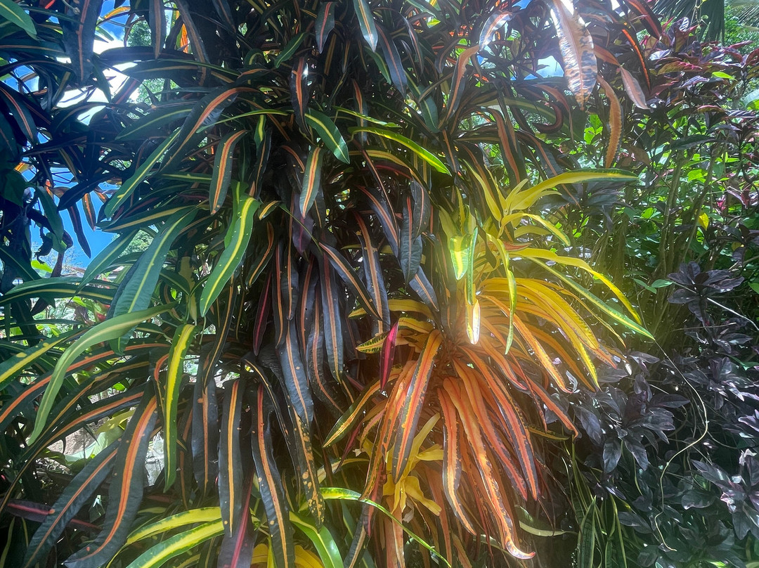 Palm Tree Gardens Botanical Garden-Saint David's必去景点