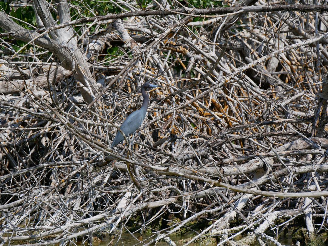 Boat tour with Martín Aguiñaga-里奥拉加托斯必去景点