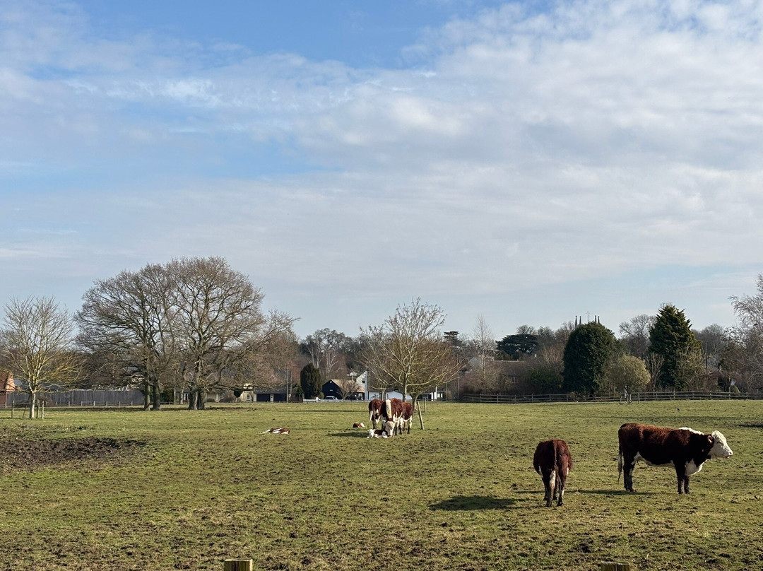 Frank's Farm