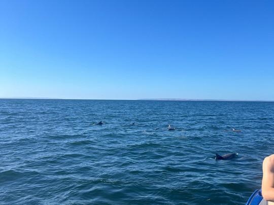 Kangaroo Island Marine Adventures-金斯科特必去景点