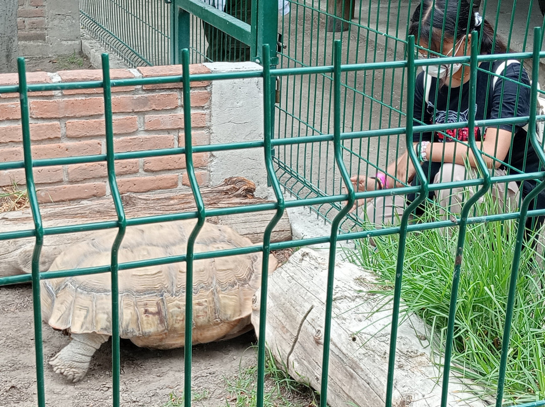 Zoo Parque Loro Puebla景点图片