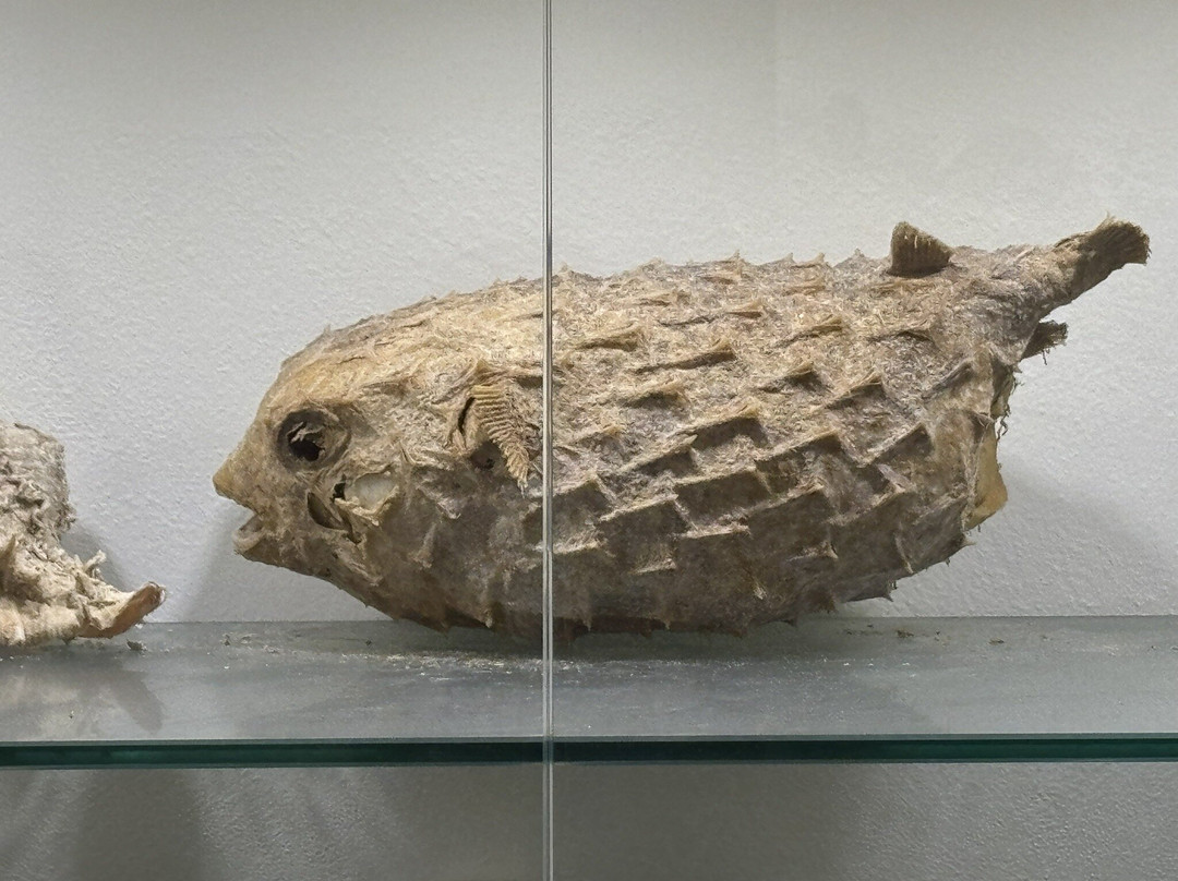 The Cultural and Geological Palace of Rhodes-罗德城必去景点