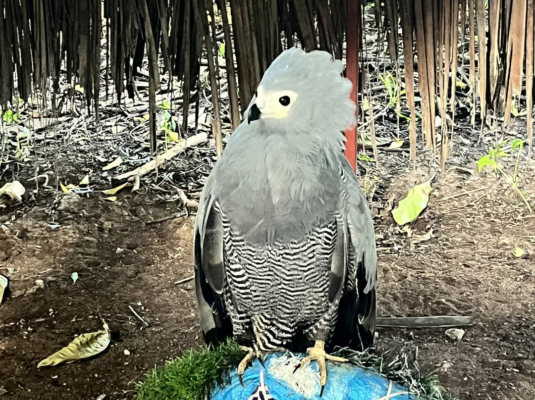 Falconry of Kenya-马林地必去景点