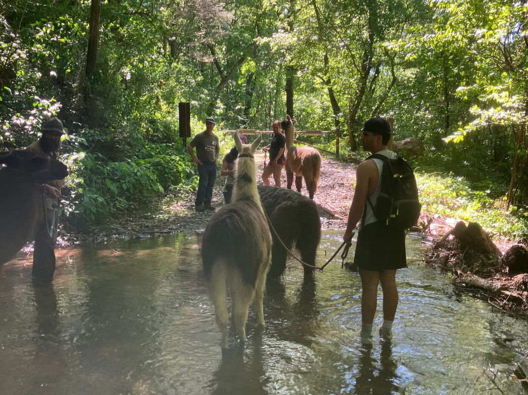 Llamas Of Hot Springs-Hot Springs必去景点