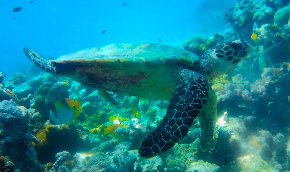 Euro-Divers Dhigali景点图片