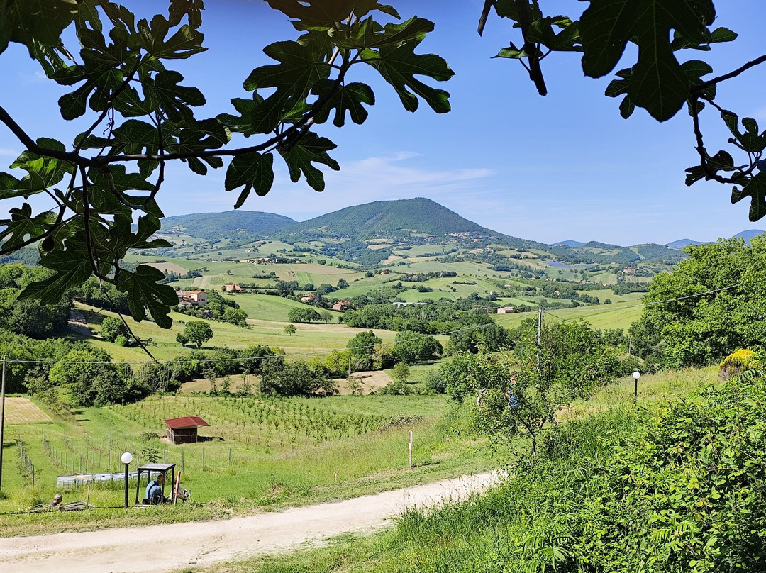Agriturismo  La Cerasa主图