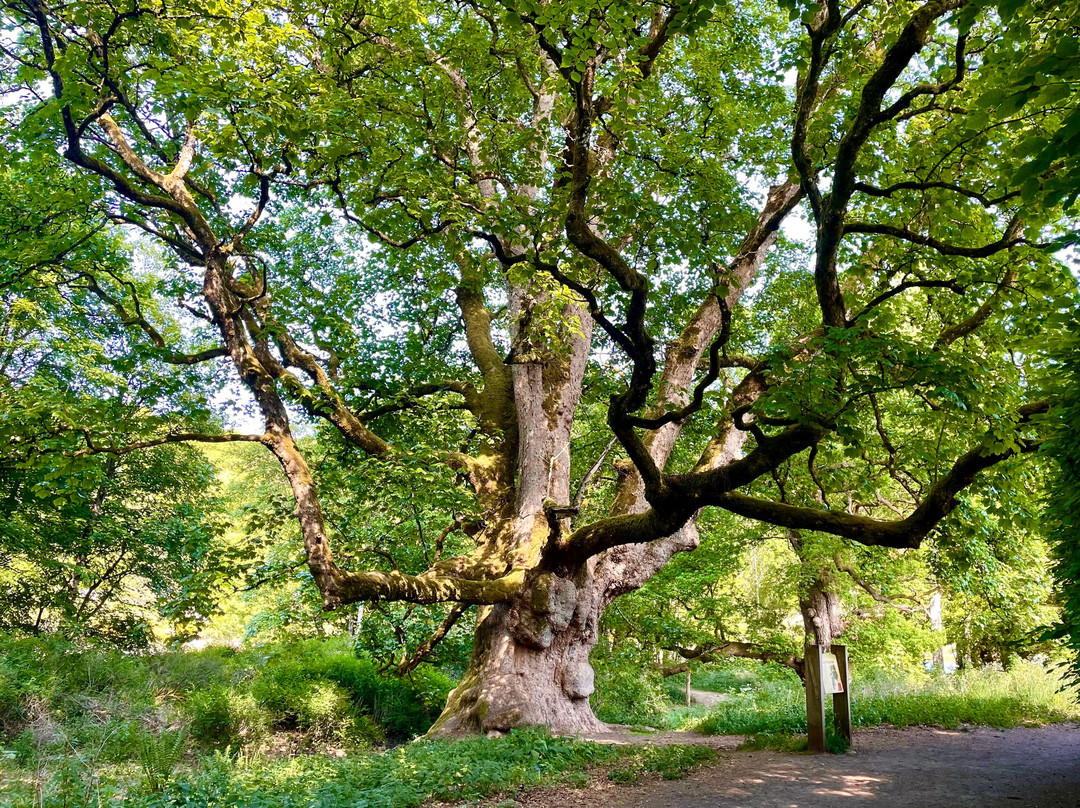 Birnam Oak-Dunkeld必去景点