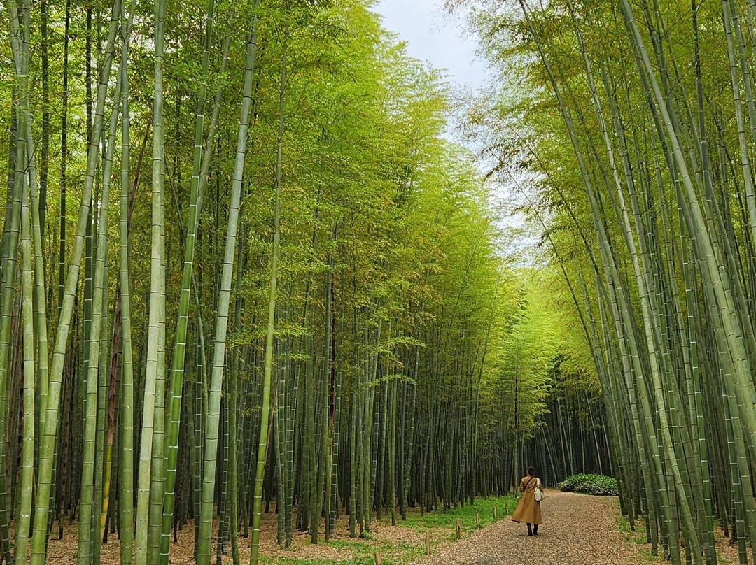 Four Seasons Bamboo Forest Wakayama Farm-宇都宫市必去景点